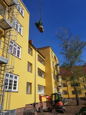 Baum- und Pflanzarbeiten auf der Baustelle Köln Ehrenfeld (