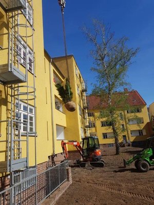 Baum- und Pflanzarbeiten auf der Baustelle Köln Ehrenfeld (
